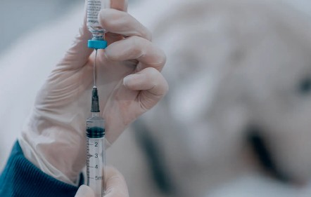 Imagem Profilaxia da Raiva e Outras Zoonoses (vacina anti-rábica)