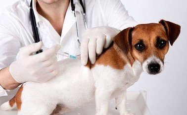 Imagem PROFILAXIA DA RAIVA E OUTRAS ZOONOSES - VACINAÇÃO ANTIRRÁBICA E IDENTIFICAÇÃO ELECTRÓNICA